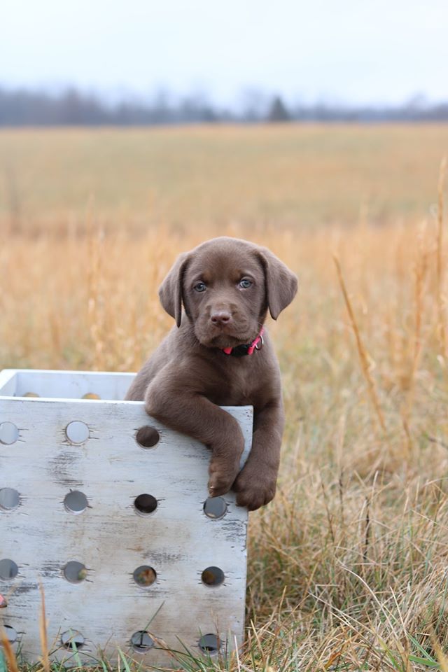 Rebel's Good Golly Miss Dolly | Chocolate Labrador Retriver