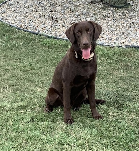 Rebel's Rockin Legend | Chocolate Labrador Retriver