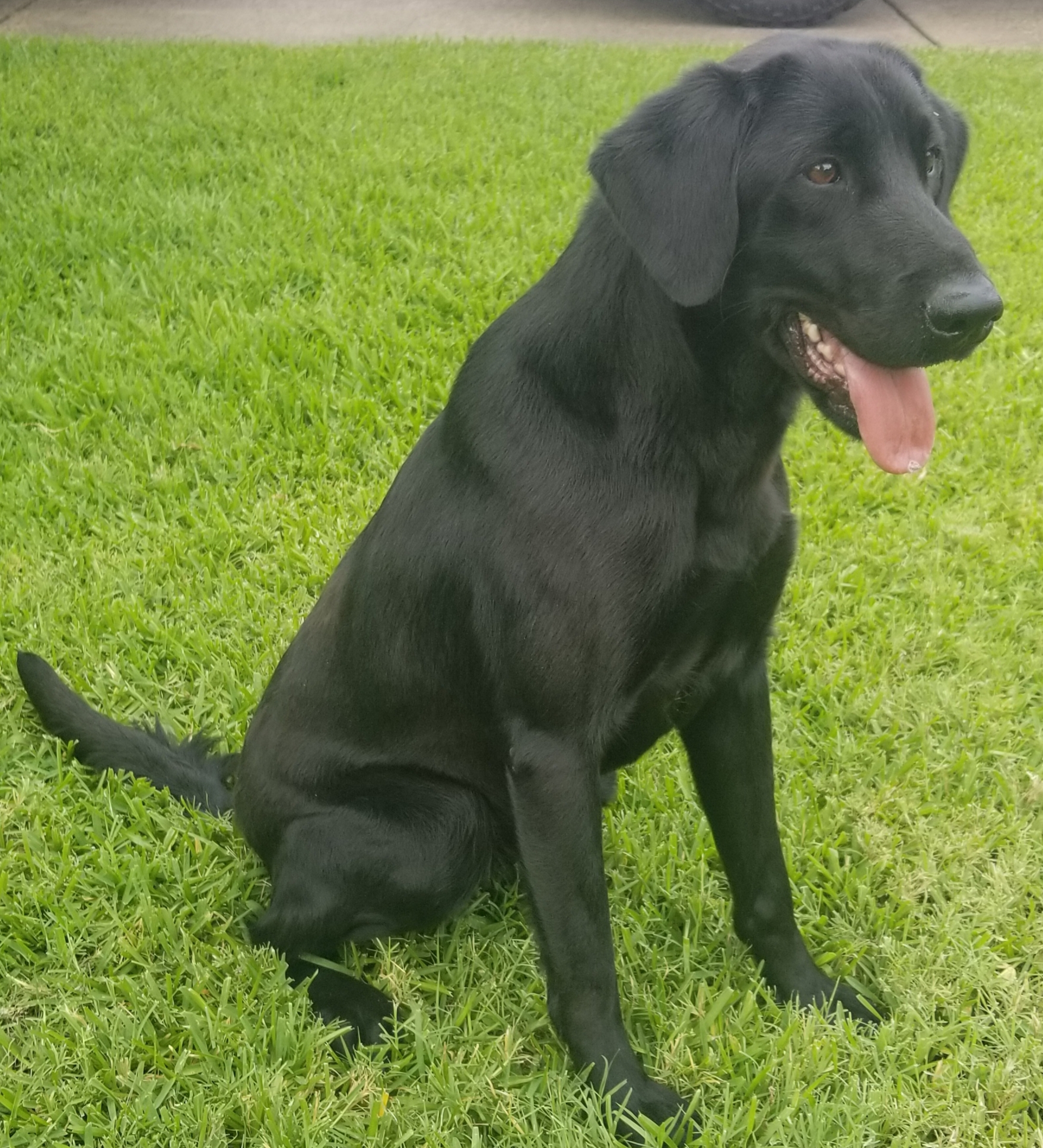 Legacy's Say Hey Kid | Black Labrador Retriver