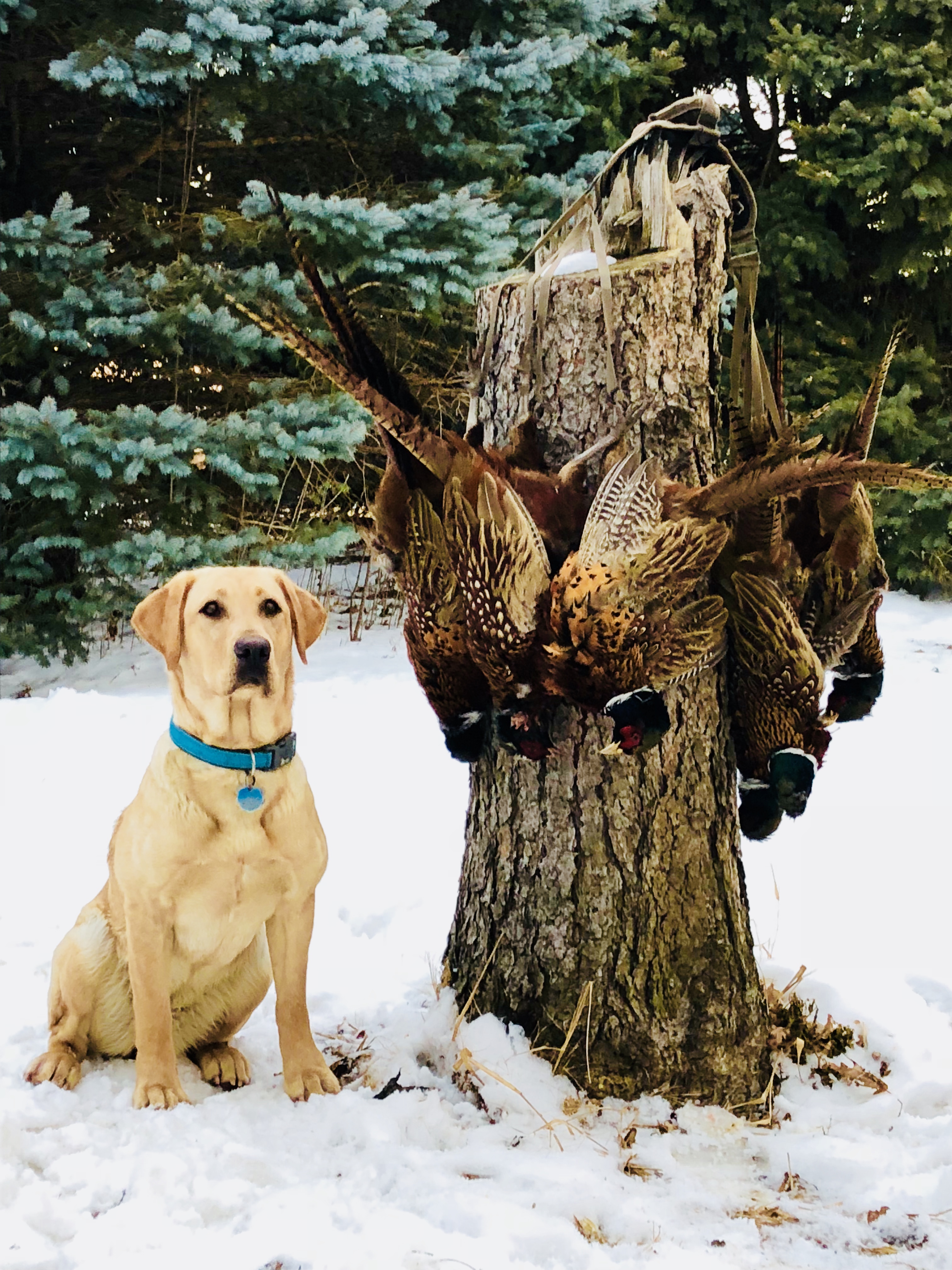 Van Zees Keepin Busy Izzy | Yellow Labrador Retriver