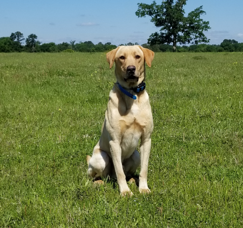 HR Chru High Fly'N - Water Bust'N | Yellow Labrador Retriver