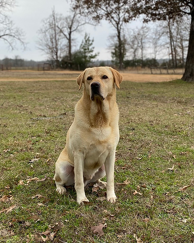 HR Watercross Moxi Warrington | Yellow Labrador Retriver