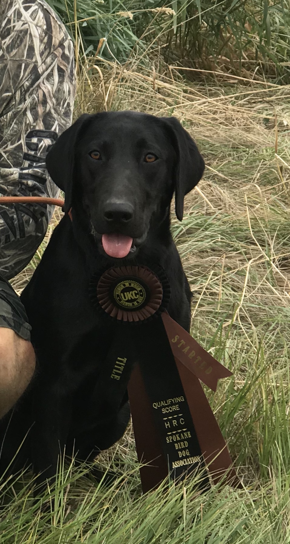 SHR Hammerin Raynes Fowl waters | Black Labrador Retriver