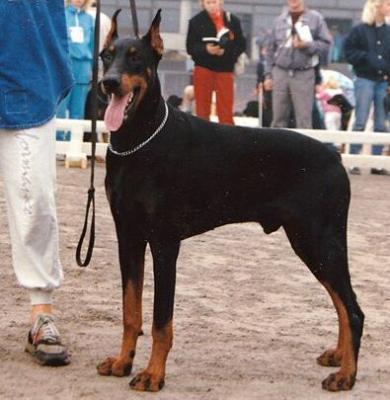 Hastur v. Condor | Black Doberman Pinscher