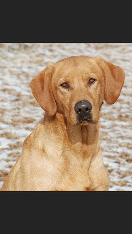 Baronis Bocephus  QAA | Yellow Labrador Retriver