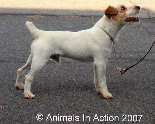 Long Creek Vegas | Jack Russell Terrier 