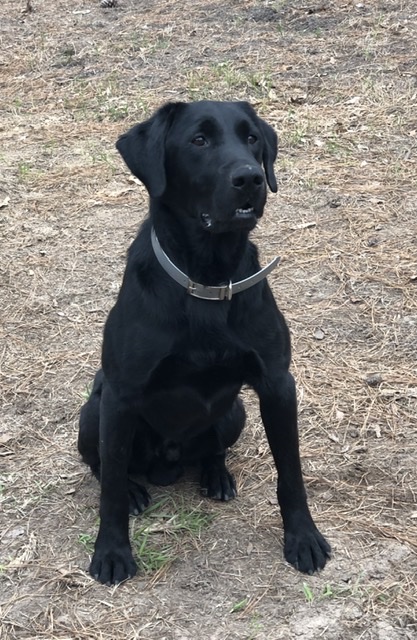 Clubmead’s Sir Seamus O Rielly | Black Labrador Retriver