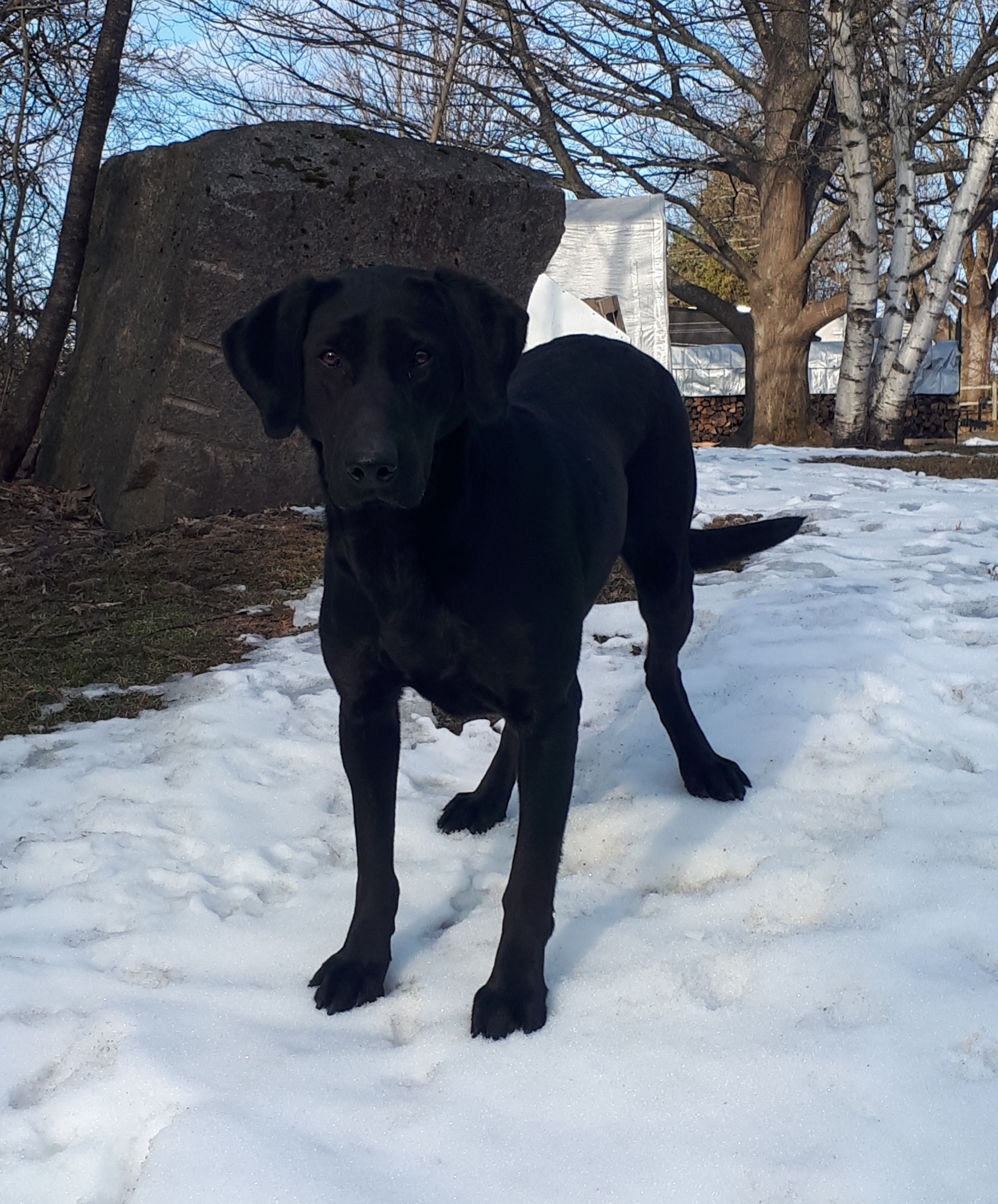 Riveron's Duck On A June Bug WC JH | Black Labrador Retriver