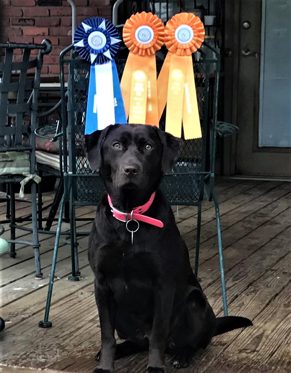 SHR DeeCoy Vanover J.H. | Chocolate Labrador Retriver