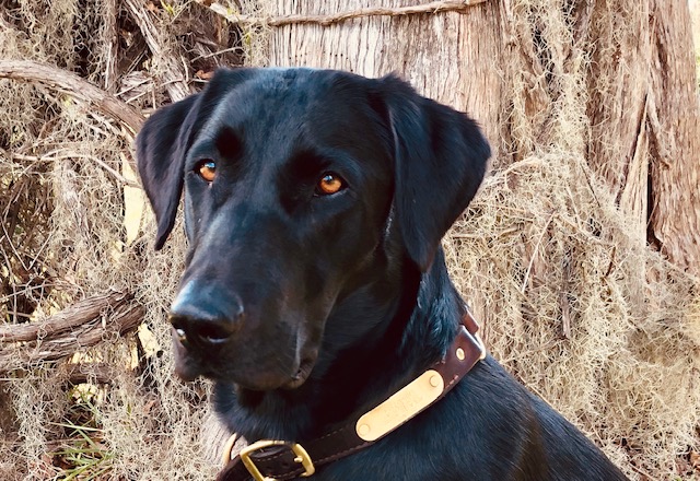 HRCH Cherrywoods Mazzy Belle | Black Labrador Retriver