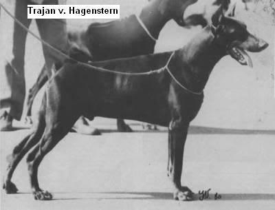 Trajan v. Hagenstern | Brown Doberman Pinscher