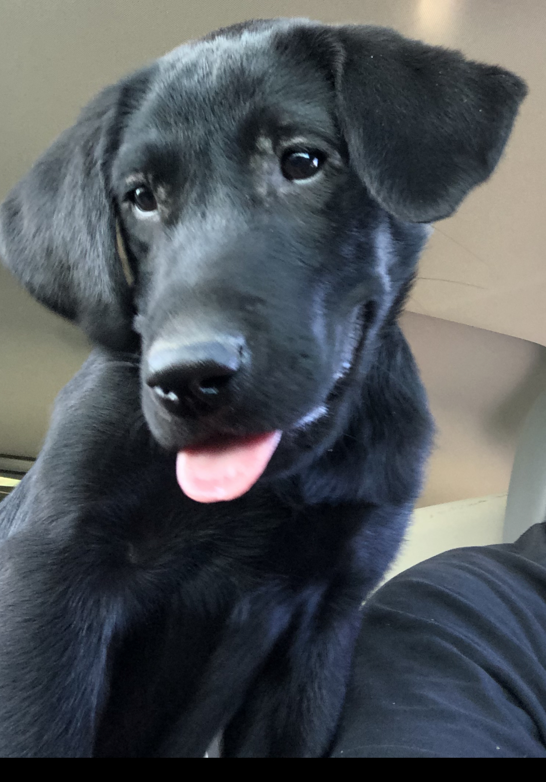 Sandstone retrievers little muddy water | Black Labrador Retriver