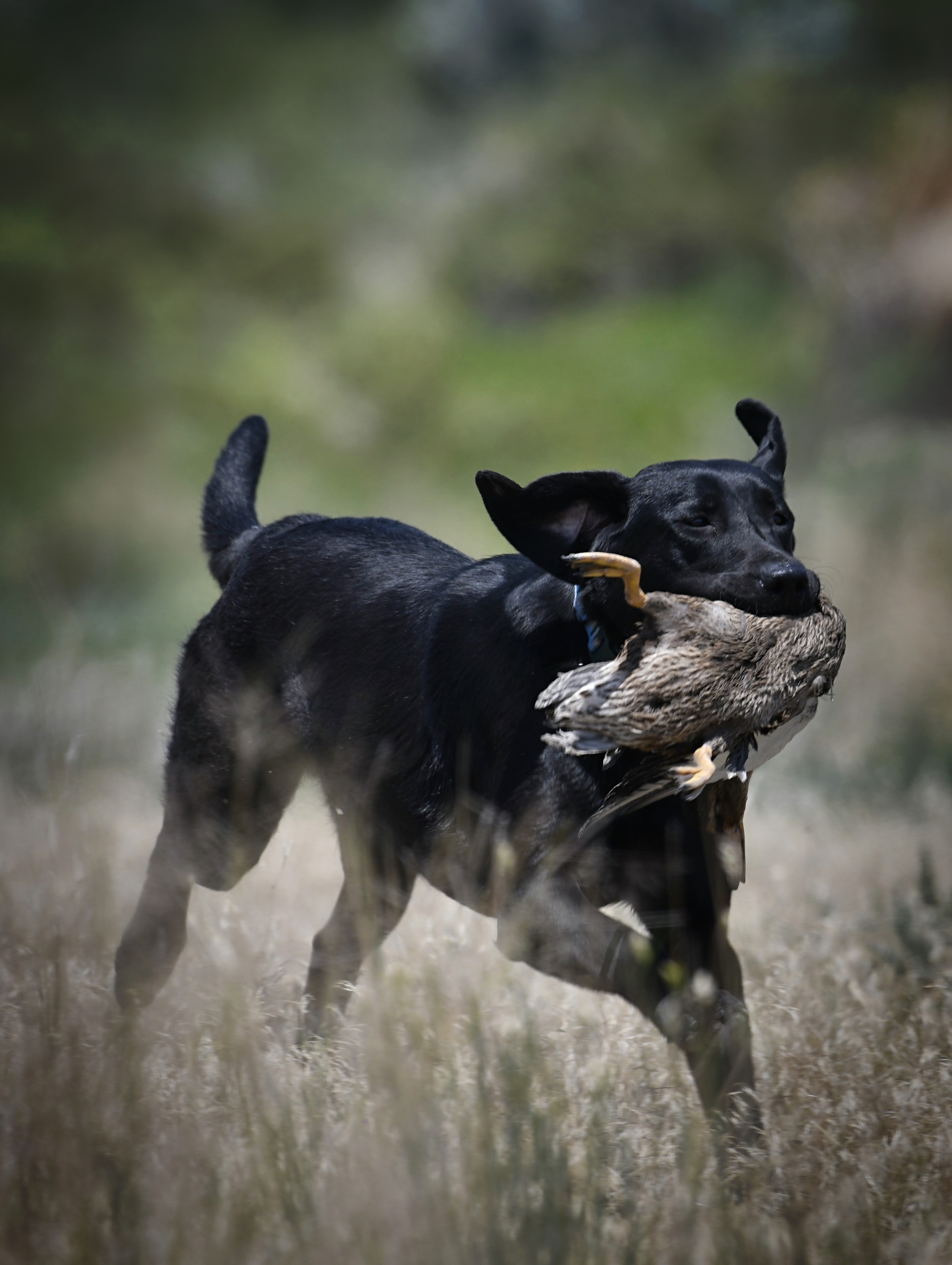 SHR FSR Dakota’s Lil Gun For Hire | Black Labrador Retriver