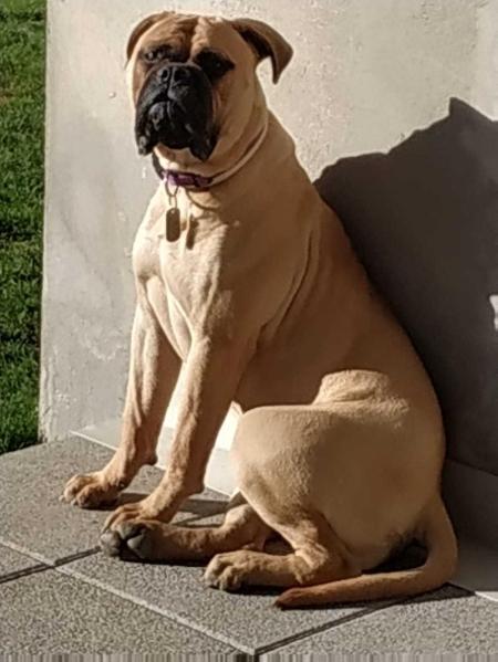 Soulpride Chanel | Bullmastiff 