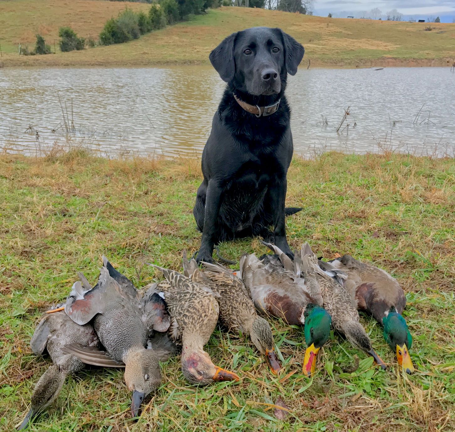 Ms. Midnight Love Bug Benz | Black Labrador Retriver