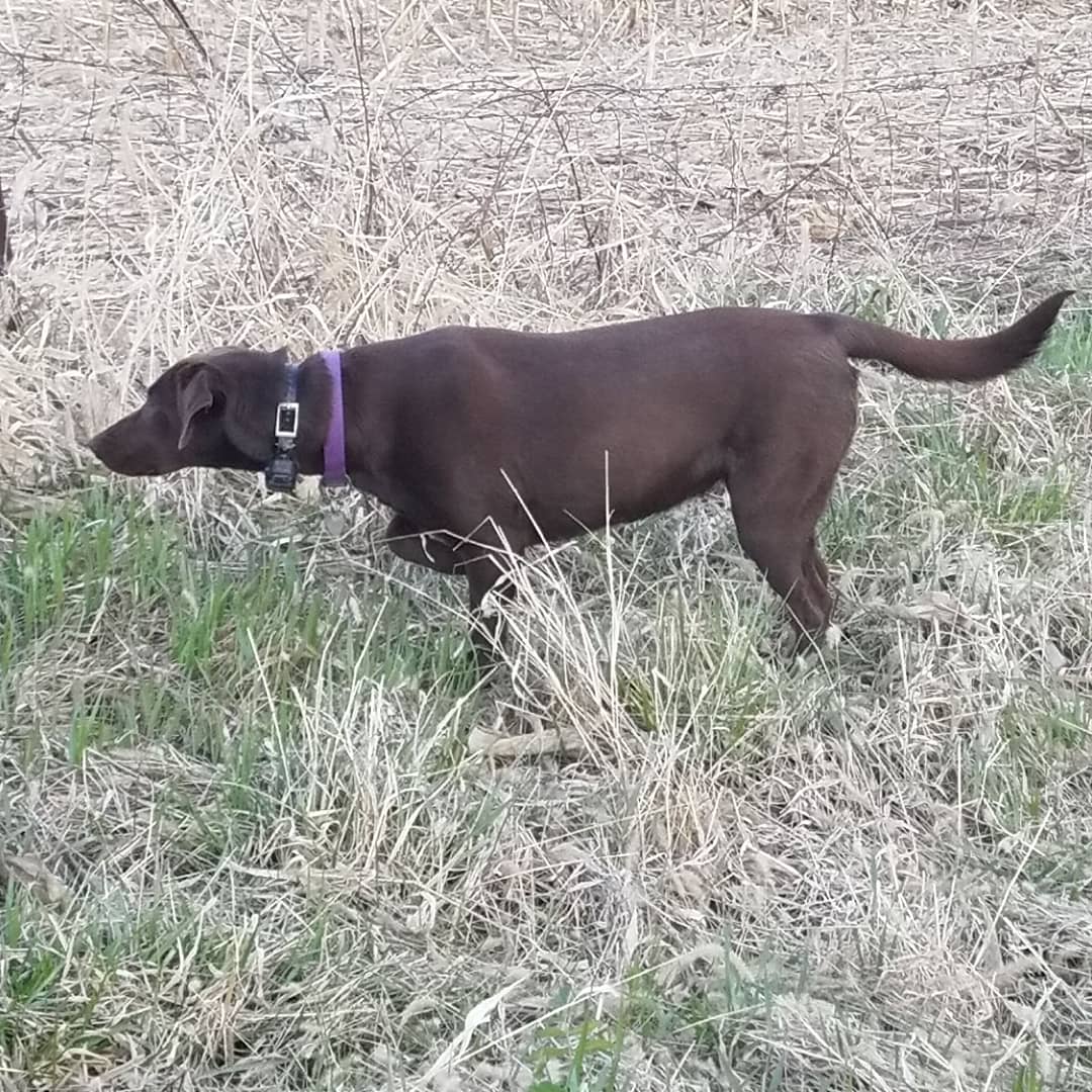 CPR Iowa Pointing Labs Wonderlichs Adele | Chocolate Labrador Retriver