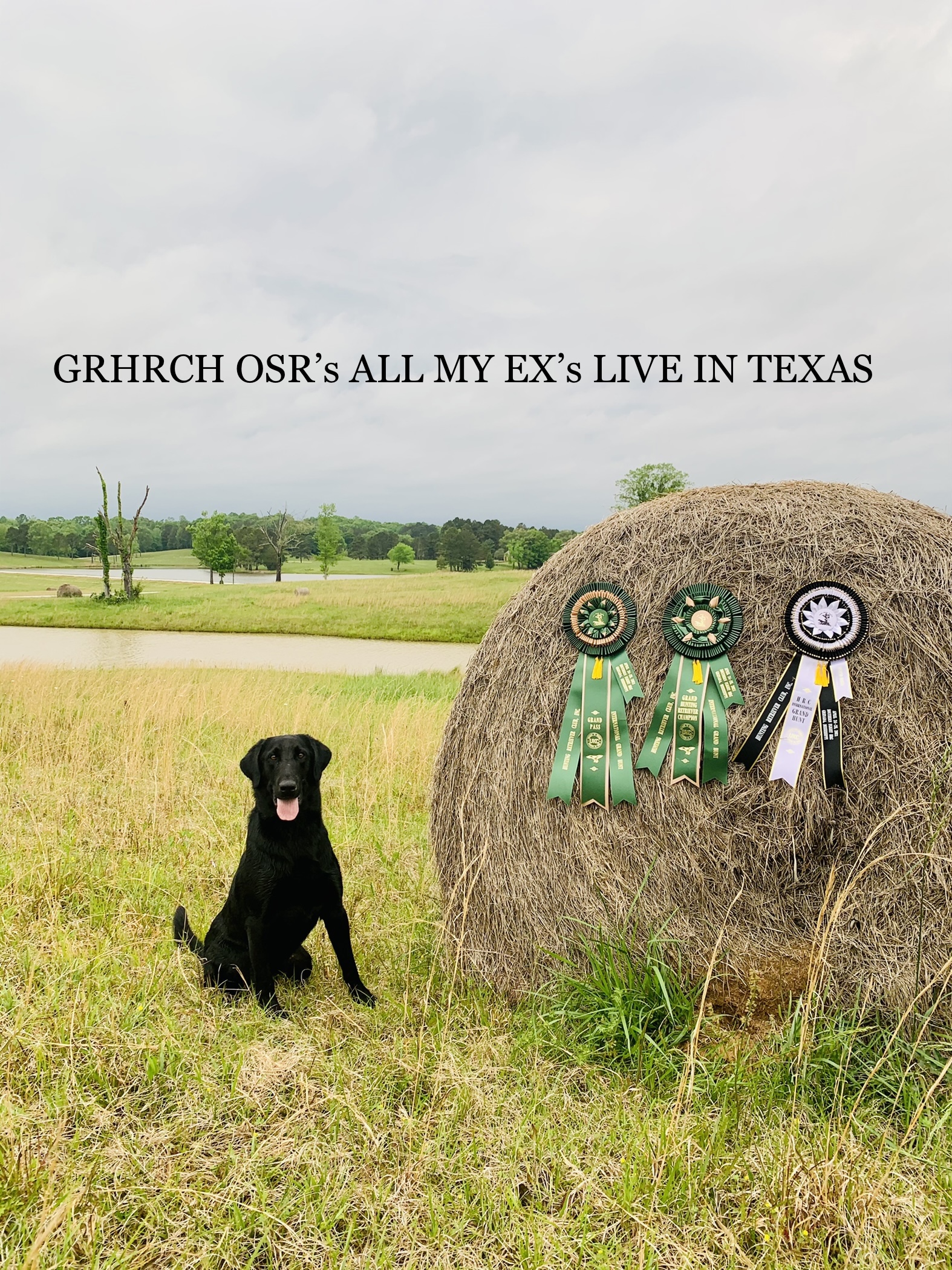 3x GRHRCH  OSR's All My Ex's Live In Texas | Black Labrador Retriver