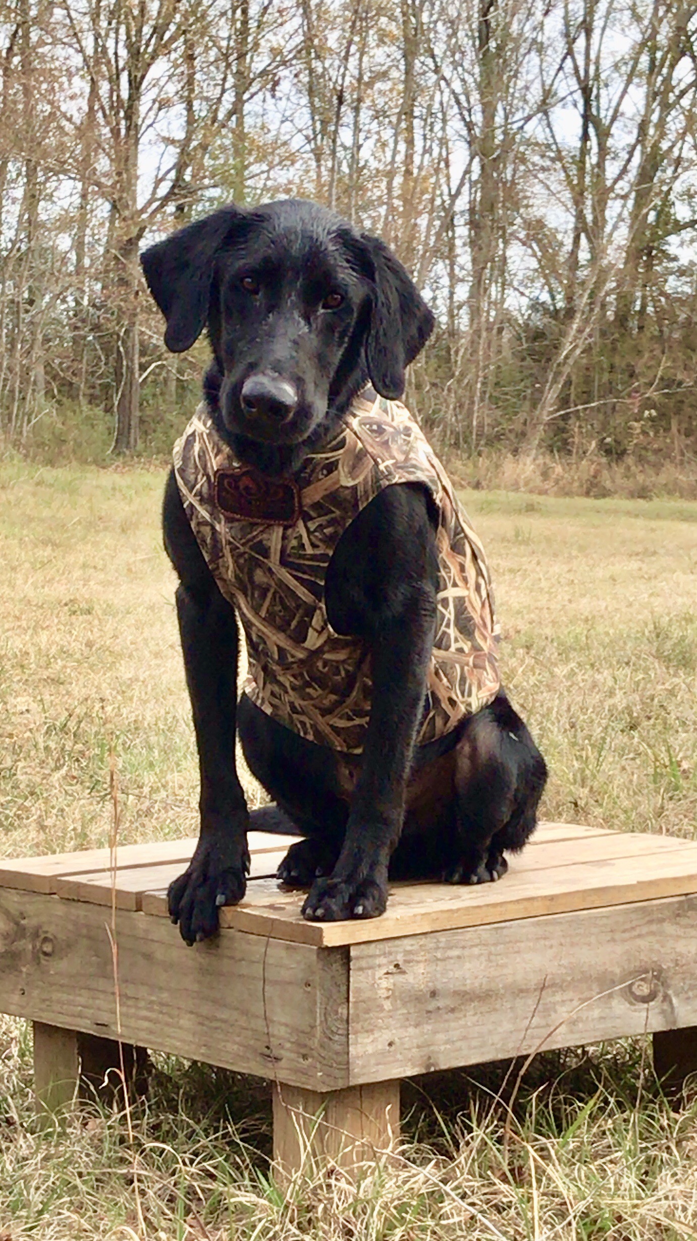 HRCH Kaine Pace’s Watermark’s The Boss “hoss” | Black Labrador Retriver