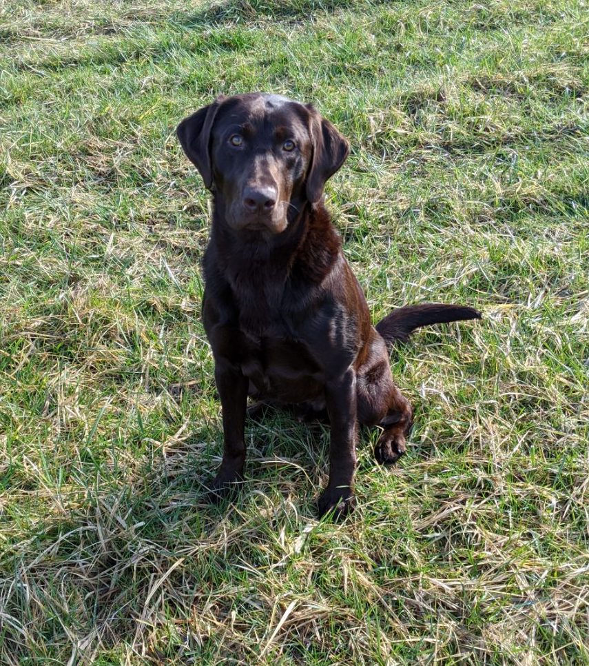 Gage All The Rage of SRG's Ptg Labs | Chocolate Labrador Retriver