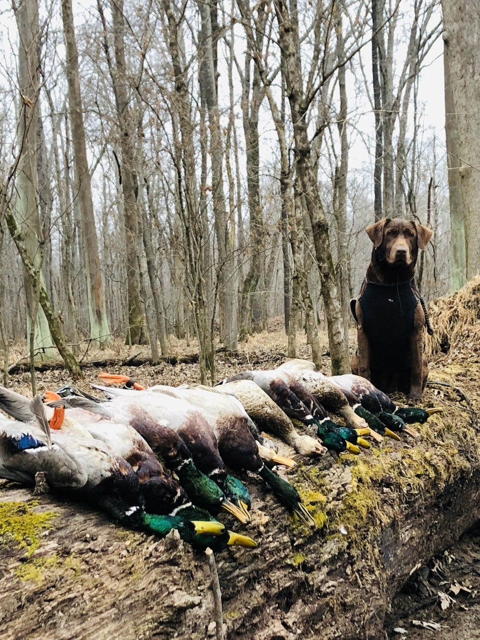 Brush Creek’s Crashing Oakley | Chocolate Labrador Retriver