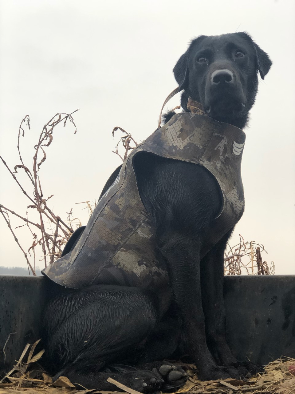 Aks Raging Blazing Roxy | Black Labrador Retriver