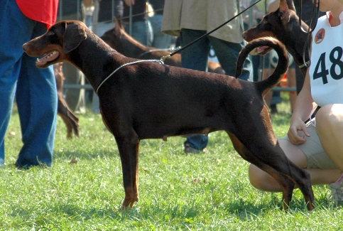 Kriegerhof Khloe-Kalina | Brown Doberman Pinscher