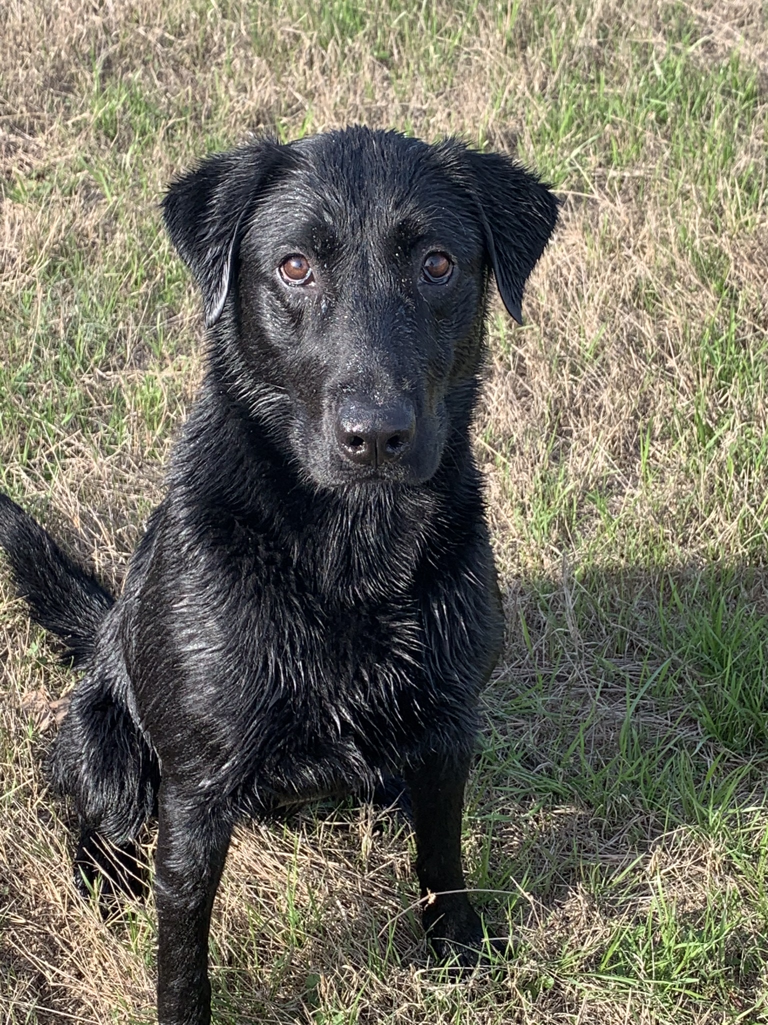 Loon Lakes La Pistola | Black Labrador Retriver