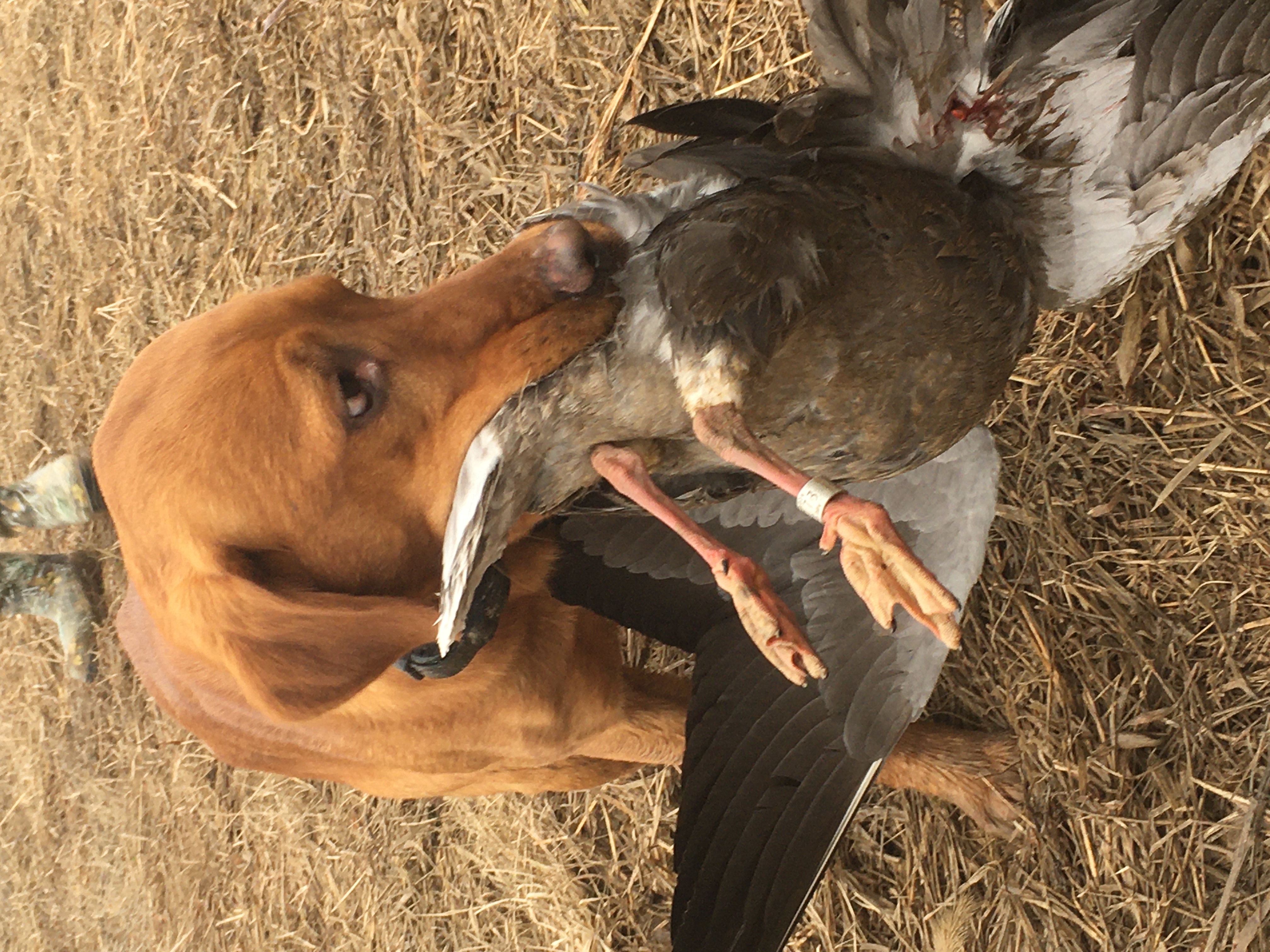 4X GMPR TC-1 HRCH Master Brody's Raising Kane | Yellow Labrador Retriver