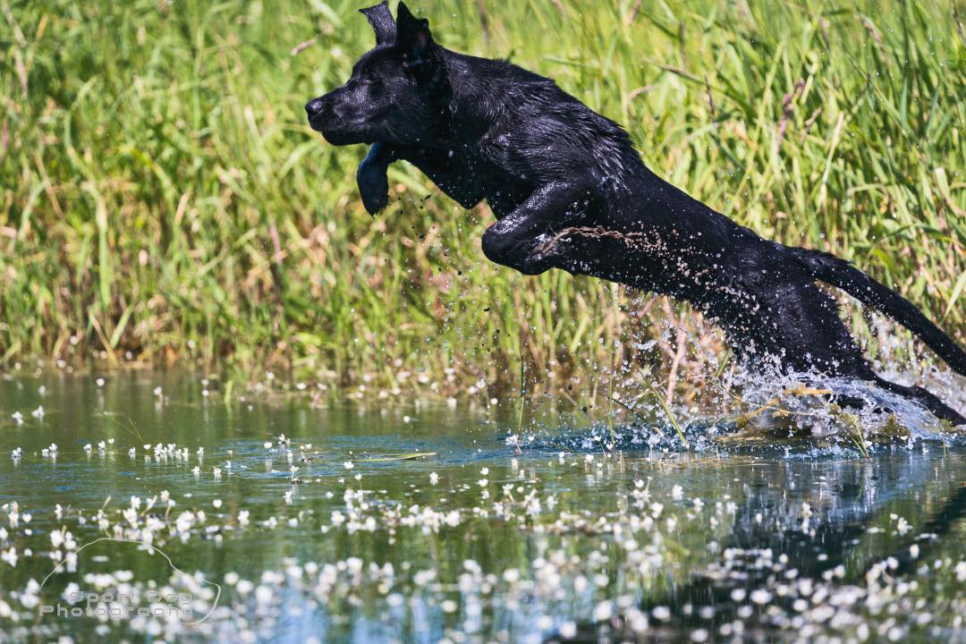 Soggy Dog's Lunatic In The Marsh | Black Labrador Retriver