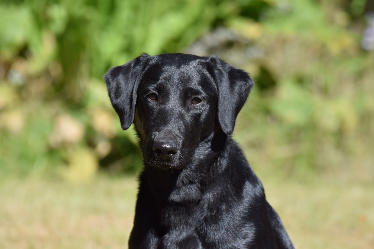 Luckydux Sleigh Driver | Black Labrador Retriver