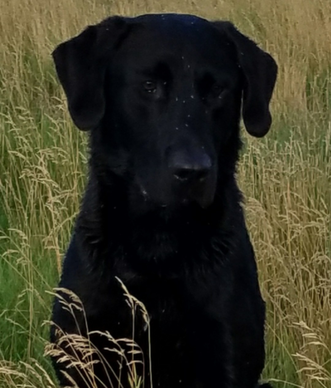 Steadfast's Salty Dog | Black Labrador Retriver