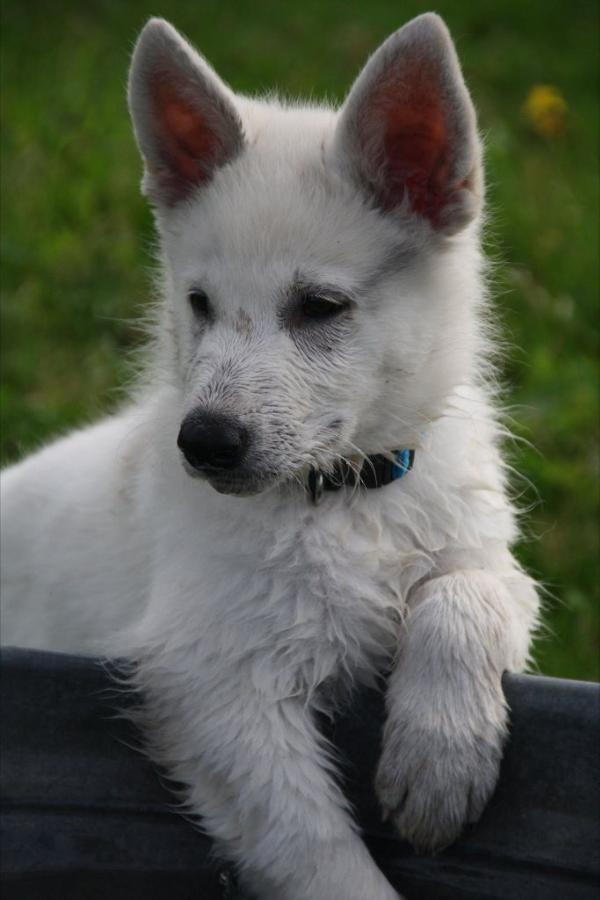 Adagio of Shadasa | White Swiss Shepherd Dog 