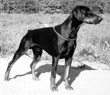 Papin Amatzon | Black Doberman Pinscher