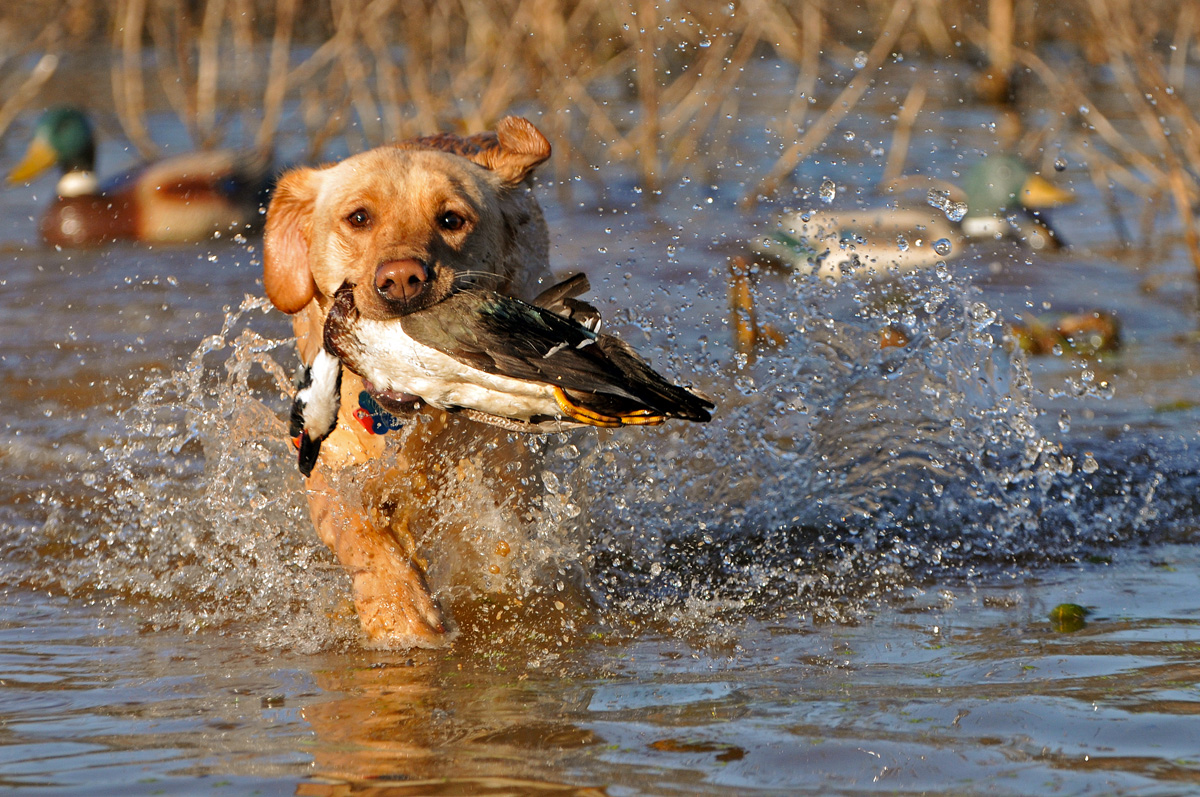 English Swamp | Yellow Labrador Retriver