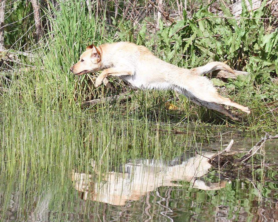 APR Stk's Ready Set Go | Yellow Labrador Retriver