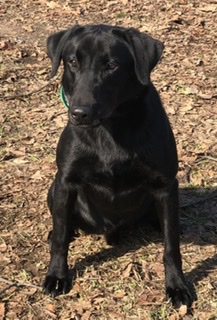 Embrees Black Water Rex Of Flex | Black Labrador Retriver