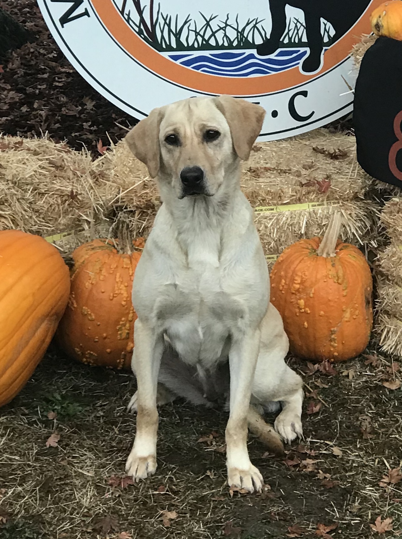 GRHRCH UH North Fork's Whistlestop Idgie MH | Yellow Labrador Retriver