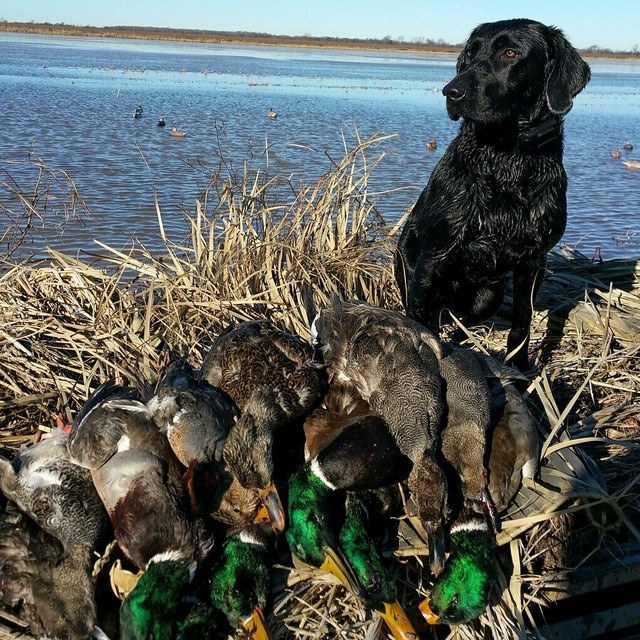 HR Goose's Lil "cache" | Black Labrador Retriver