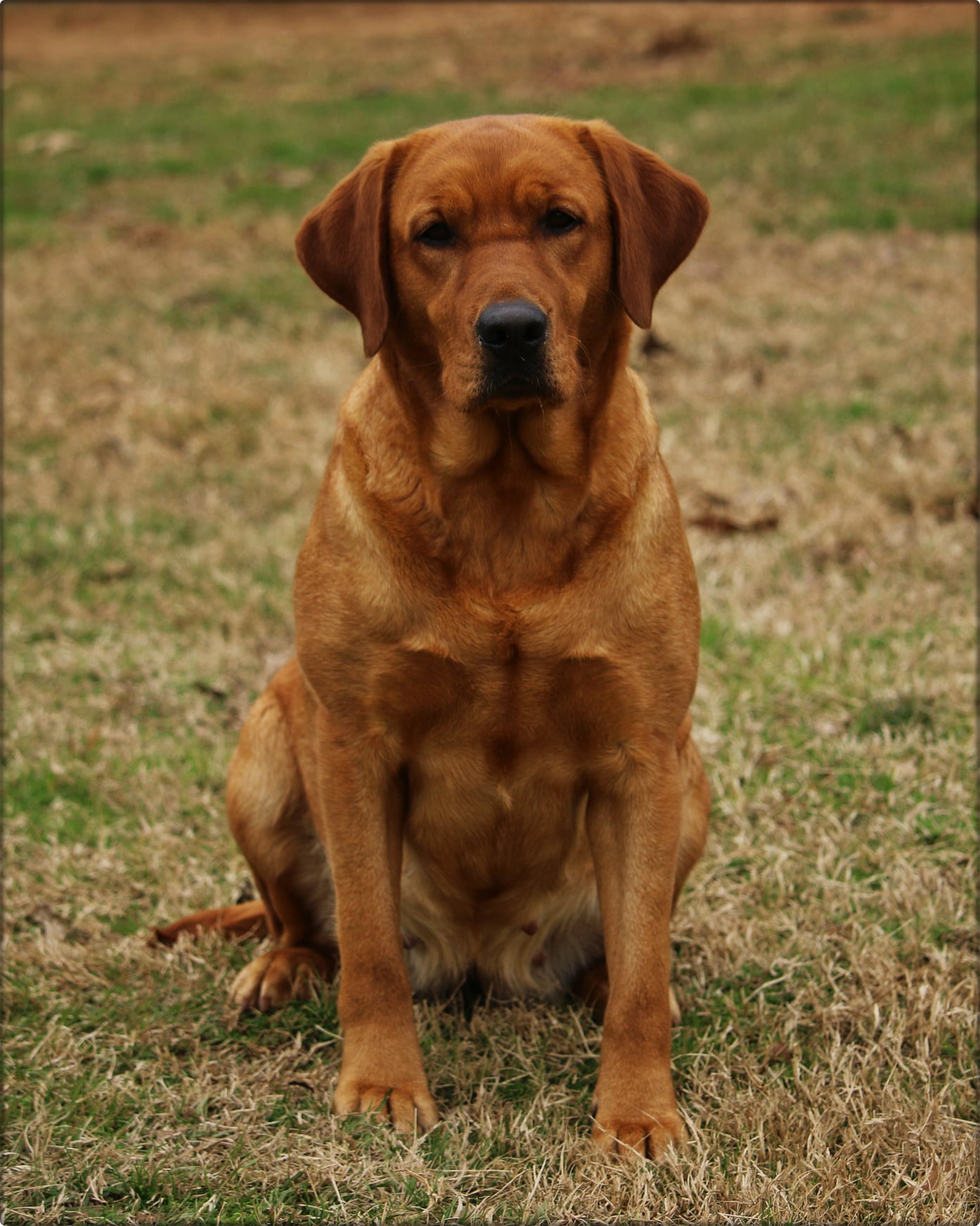 Wright's Golden Ticket | Yellow Labrador Retriver