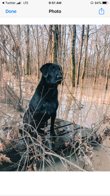 Slackwater's Dreams Come True | Black Labrador Retriver