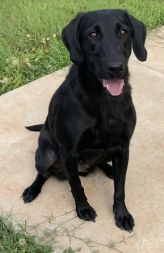 DucDogz Eye On The Prize SH | Black Labrador Retriver