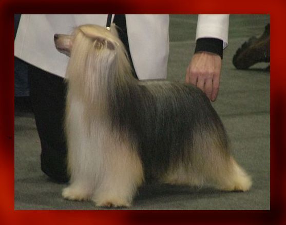 Campari Sua Sponte | Chinese Crested 