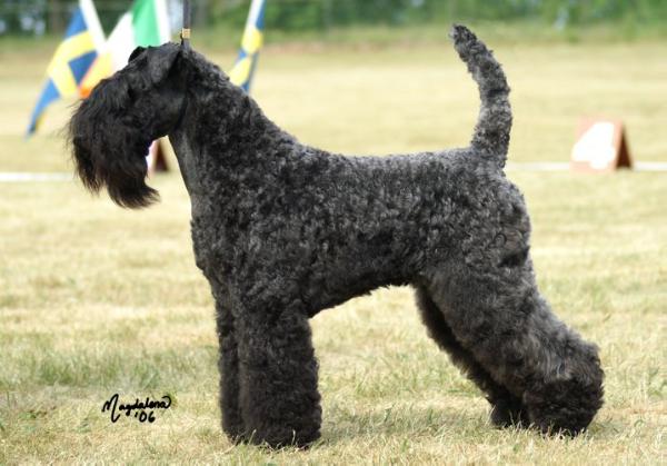 Rollick's Fame'n Glory | Kerry Blue Terrier 