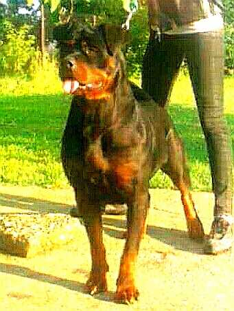 Rea Von Hause Golden Widershein | Rottweiler 