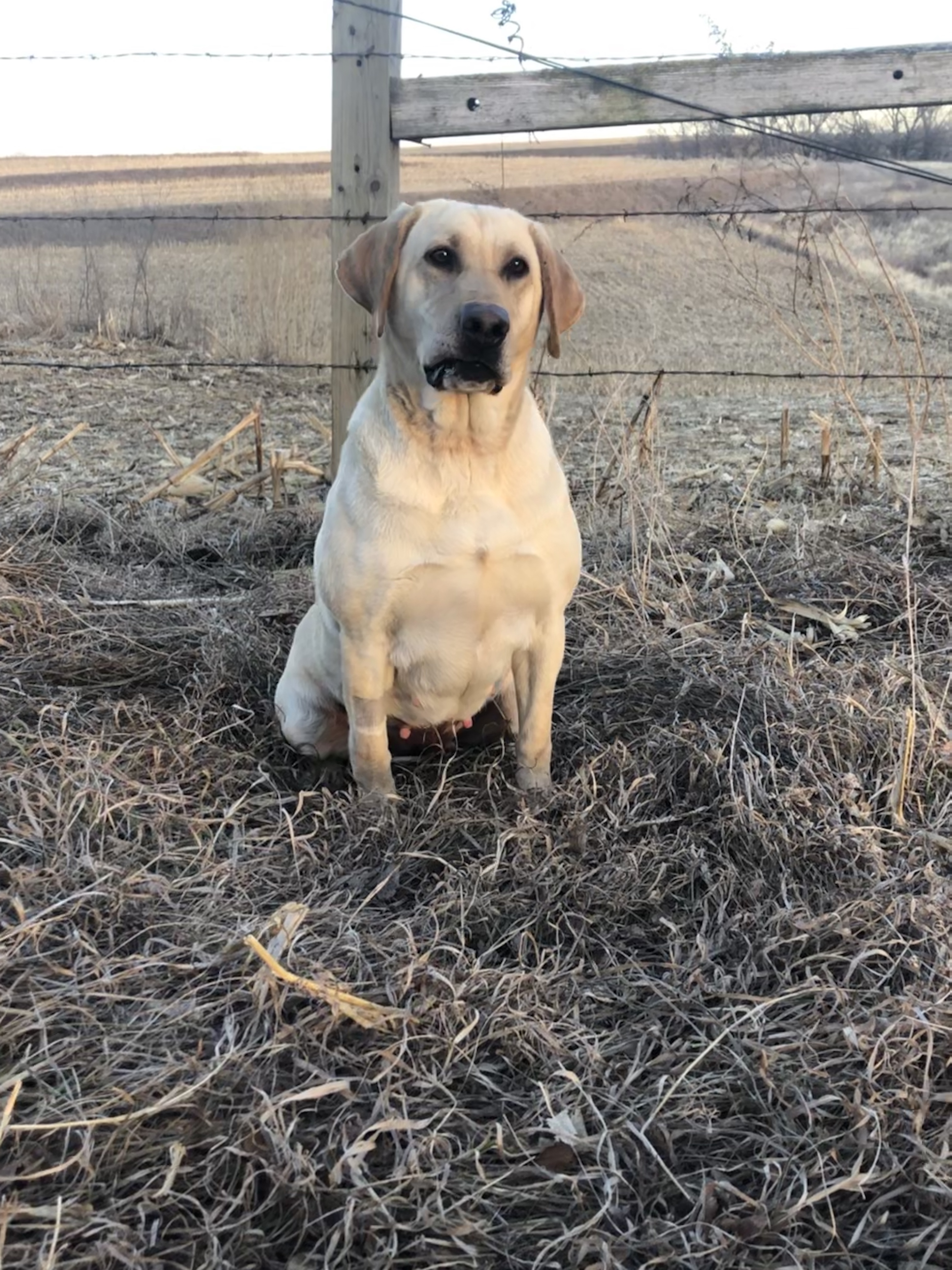 ArrowPoint’s Polly Wants A Quacker | Yellow Labrador Retriver