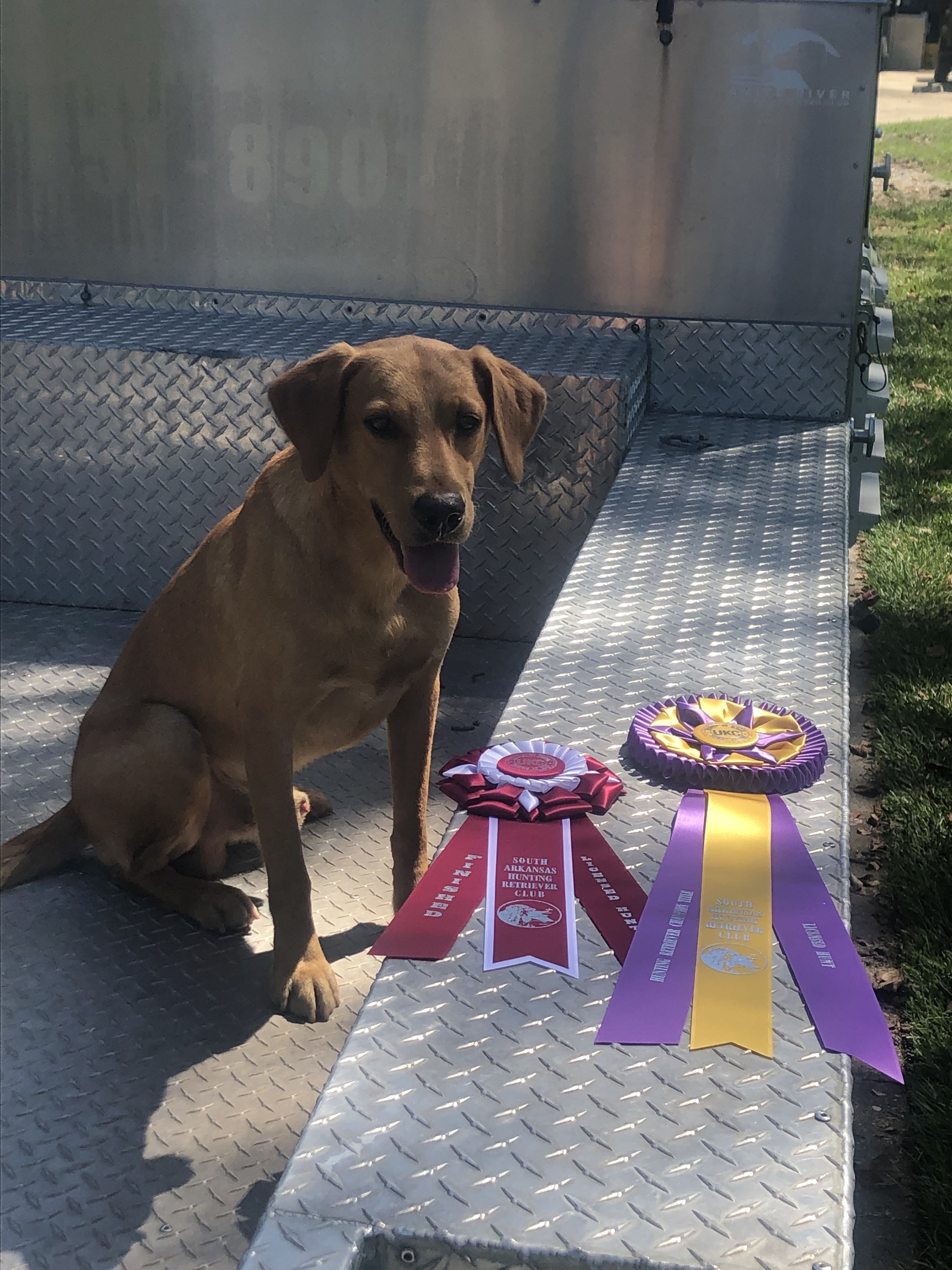 HRCH UH Scout's High Water Rebel | Yellow Labrador Retriver