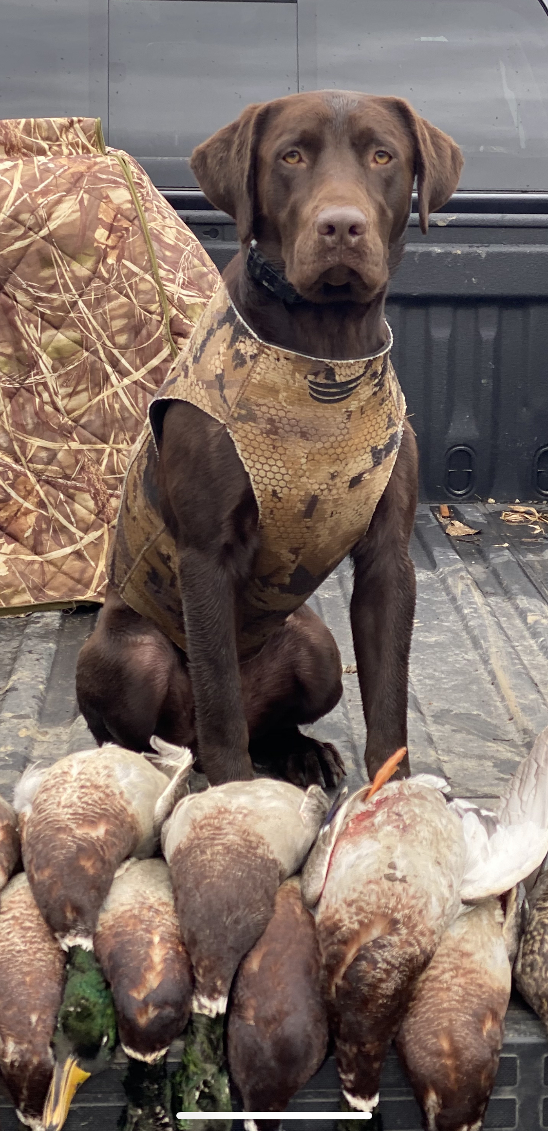 DBO Flying The River Roux | Chocolate Labrador Retriver