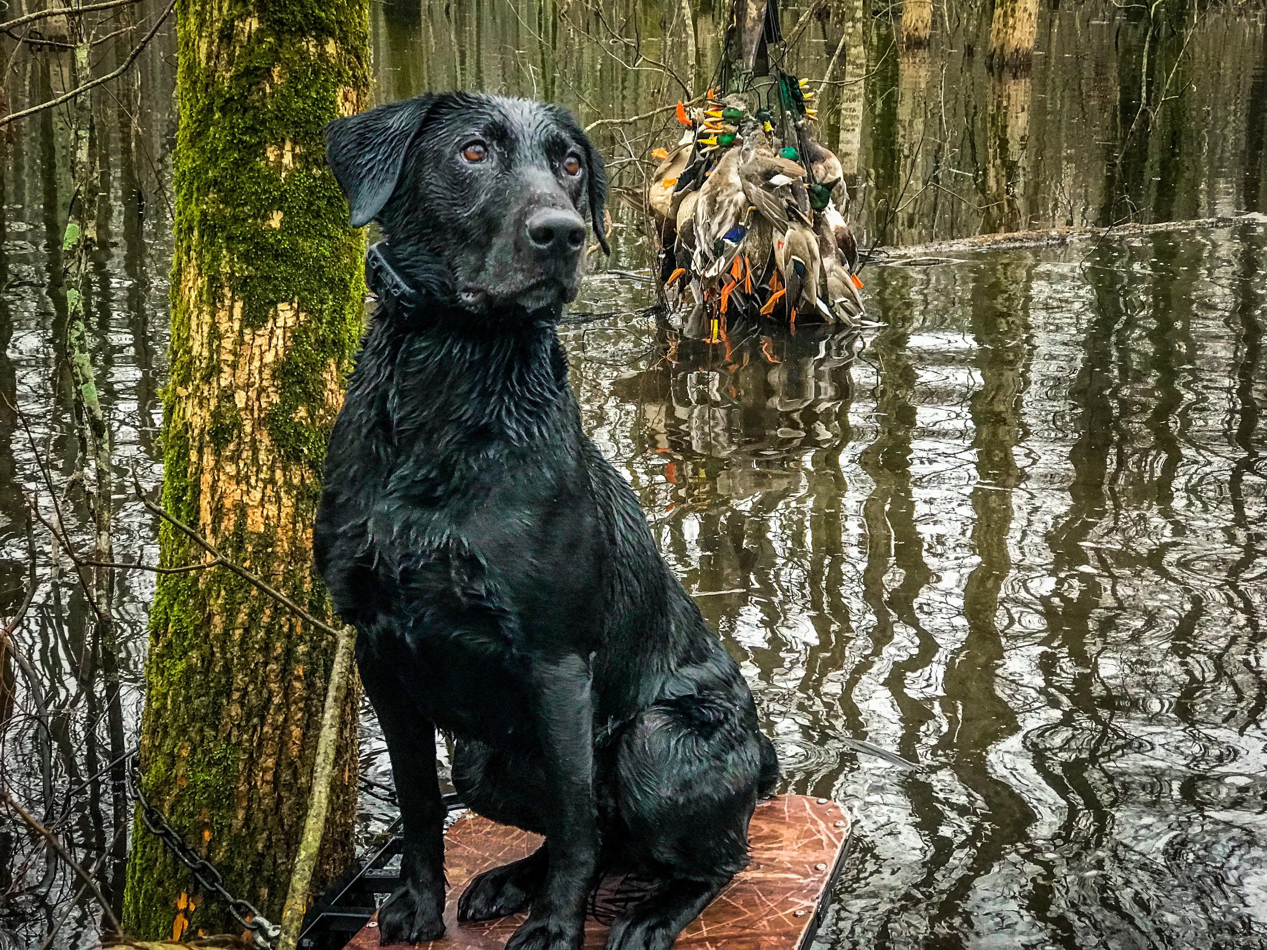 GRHRCH White River Witchy Woman MH | Black Labrador Retriver