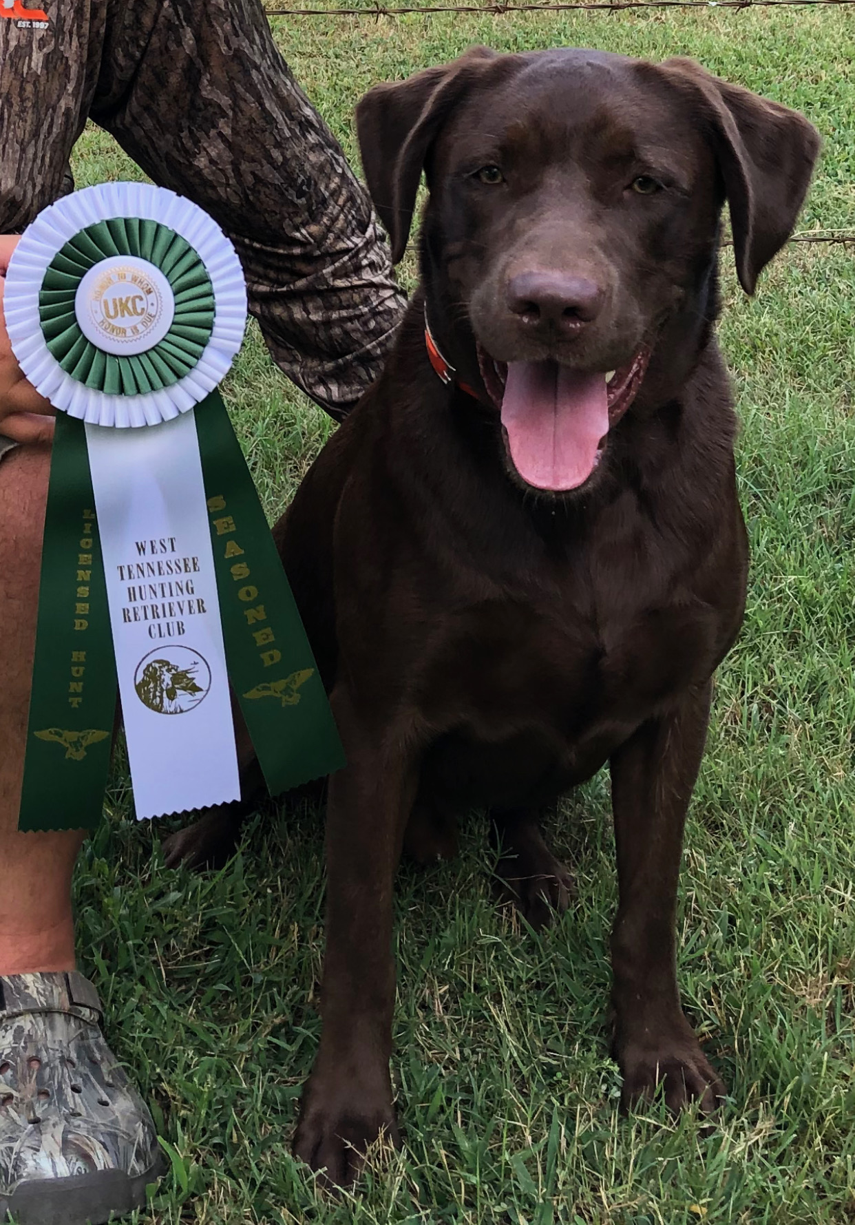 HR Barracuda's Big Boy Cajun Whiskey | Chocolate Labrador Retriver