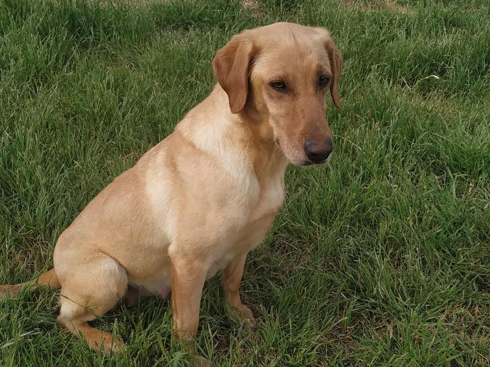 Washita's Get Your Gun | Yellow Labrador Retriver